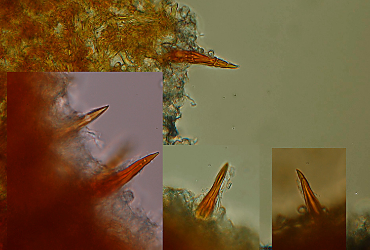 poliporacea da determinare (Phellinus torulosus)